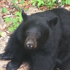 Meet your Posher, Cameron